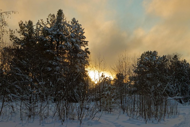 Invierno, Bosque De Invierno, Soledad