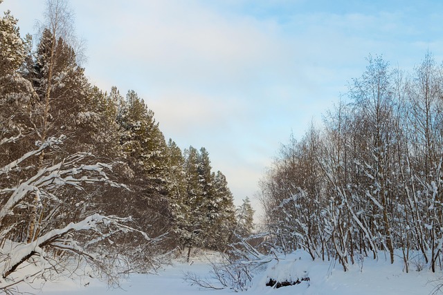 Invierno, Bosque De Invierno, Soledad