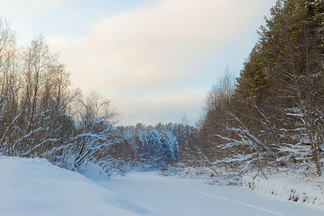 Invierno, Bosque De Invierno, Soledad