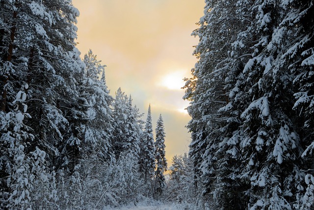 Nieve, Árboles, Bosque, Bosques