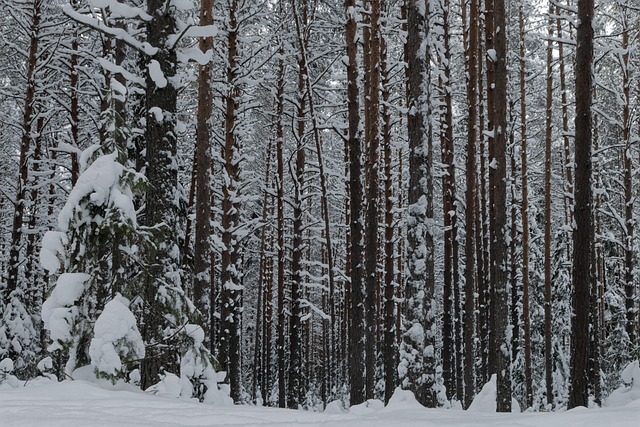Nieve, Árboles, Bosque, Bosques