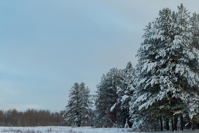 Nieve, Árboles, Bosque, Bosques