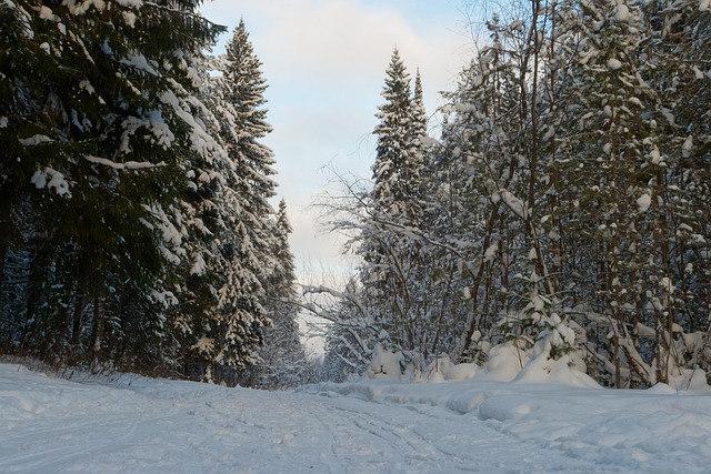 Invierno, Bosque De Invierno, Soledad