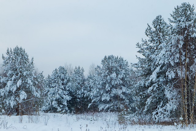 Nieve, Árboles, Bosque, Bosques