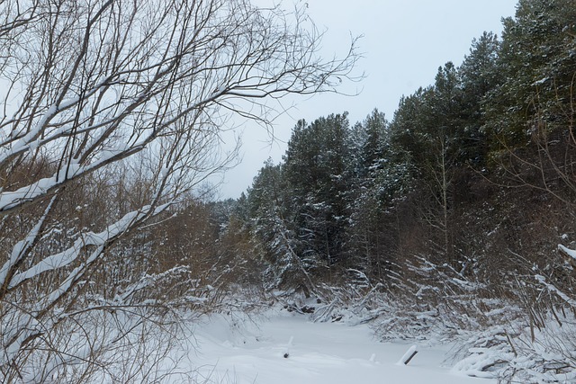 Nieve, Árboles, Bosque, Bosques