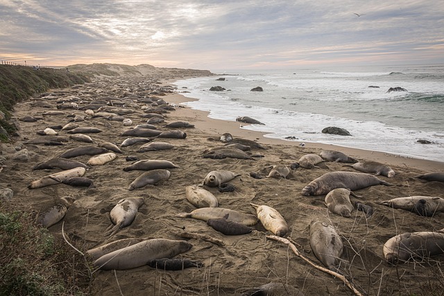 Free Animal San Simeon photo and picture