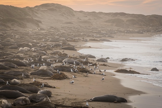 Free Animal San Simeon photo and picture