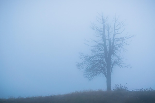 Free Fog Landscape photo and picture