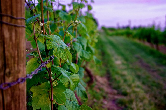 Free Vineyard Vines photo and picture