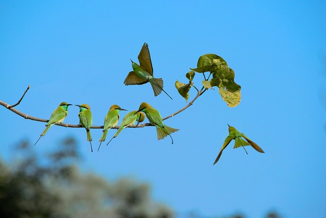 Free Parrots Birds photo and picture