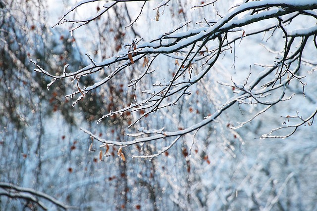 Free Winter Cold photo and picture