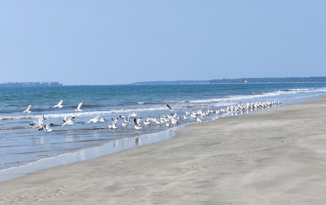Free Beach India photo and picture