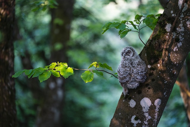 Eule, Vogel, Baum, Zweig, Wald