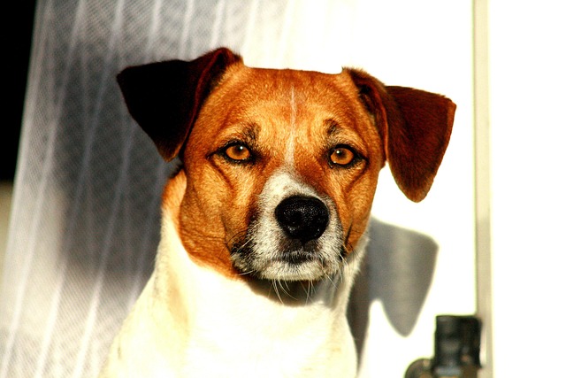 Free Jack Russel Hund photo and picture