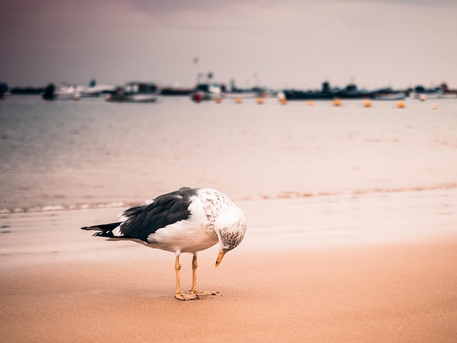 Free Seagull Bird photo and picture