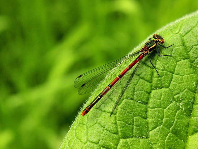 Free Insect Invertebrate photo and picture