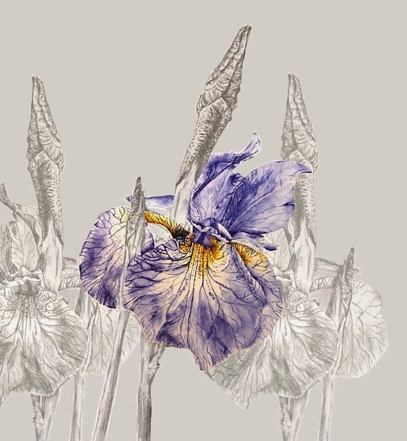 Free Iris Flower illustration and picture