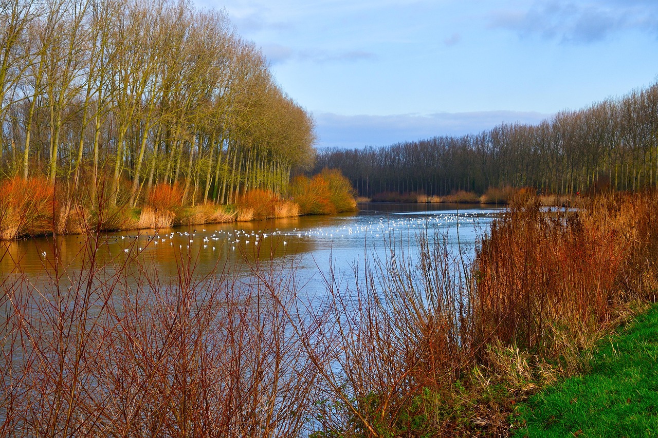 River Trees Fall - Free photo on Pixabay - Pixabay