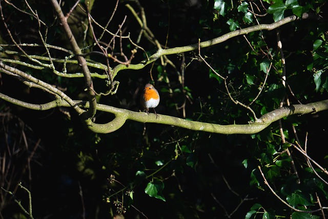 Free Robin Bird photo and picture