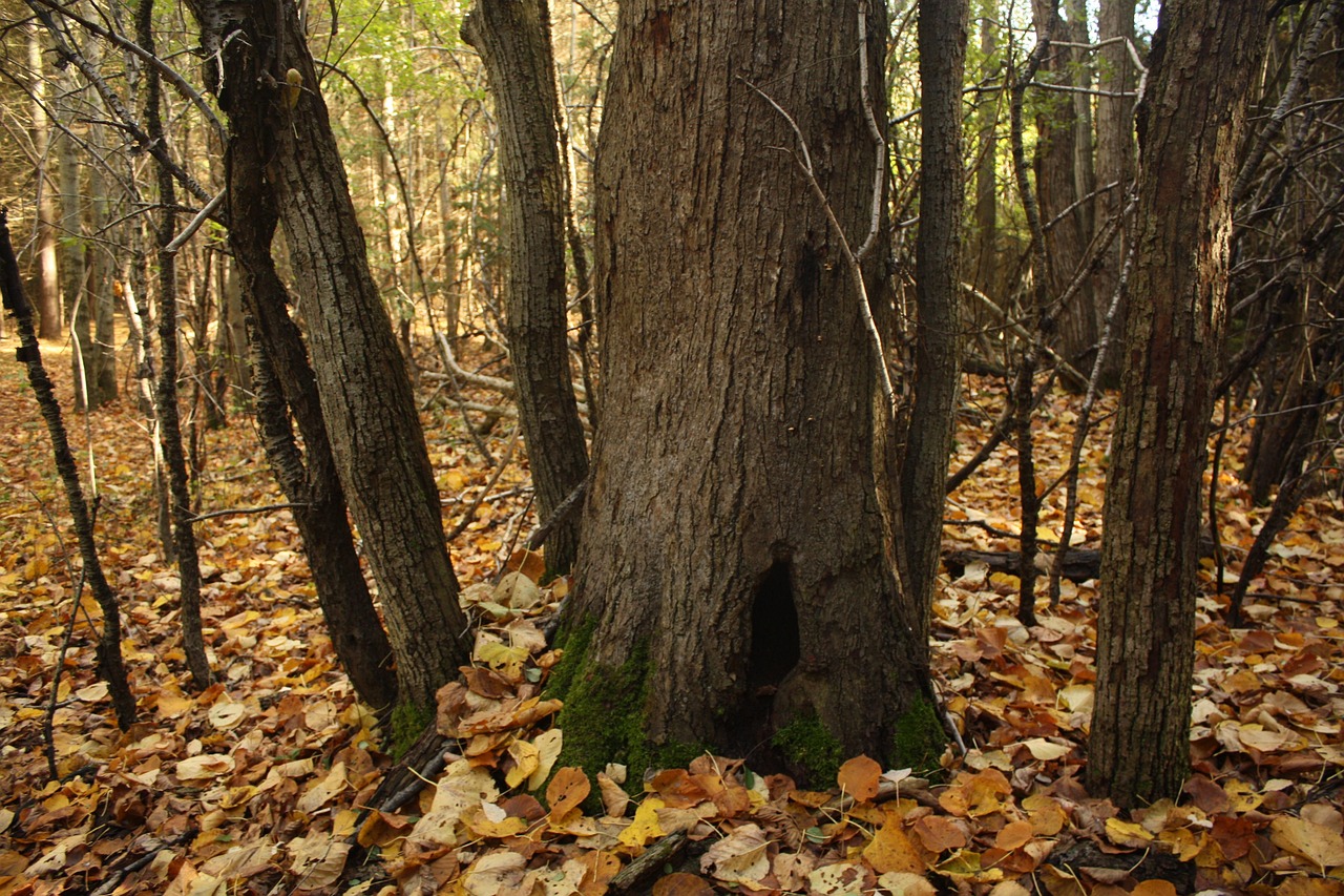Árvore Porta-Malas Musgo - Foto gratuita no Pixabay - Pixabay
