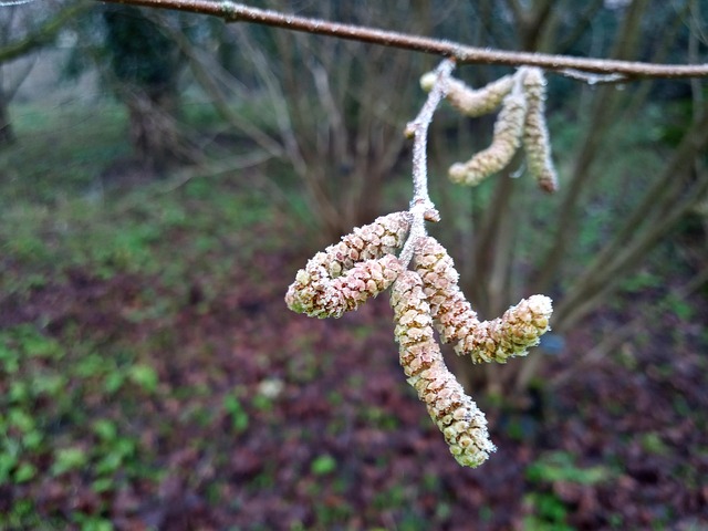 Free Cambridge Botanic Gardens photo and picture