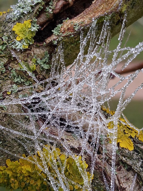 Free Cambridge Botanic Gardens photo and picture
