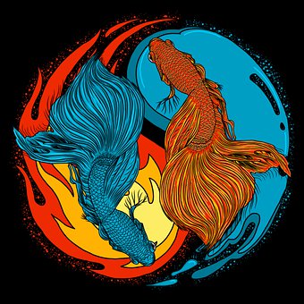 Betta Rybka, Yin Yang, Woda, Ogień