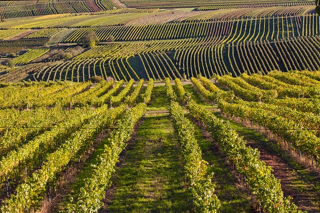 Free Vineyard Bingen photo and picture