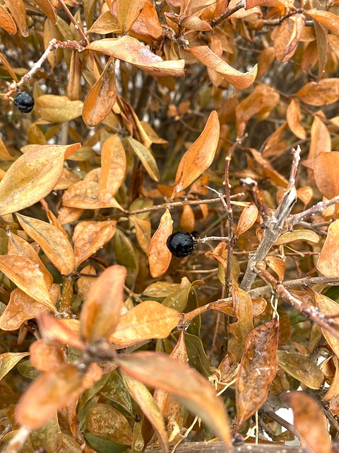 Free Leaf Breach photo and picture