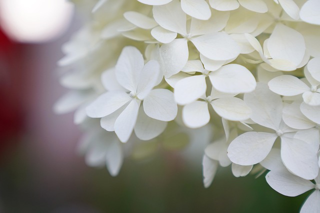 Free Flower Flowers photo and picture