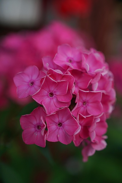Free Flower Flowers photo and picture