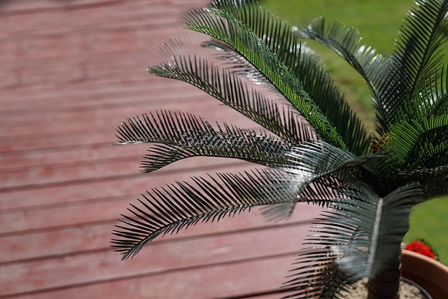 Free Palma Tree photo and picture