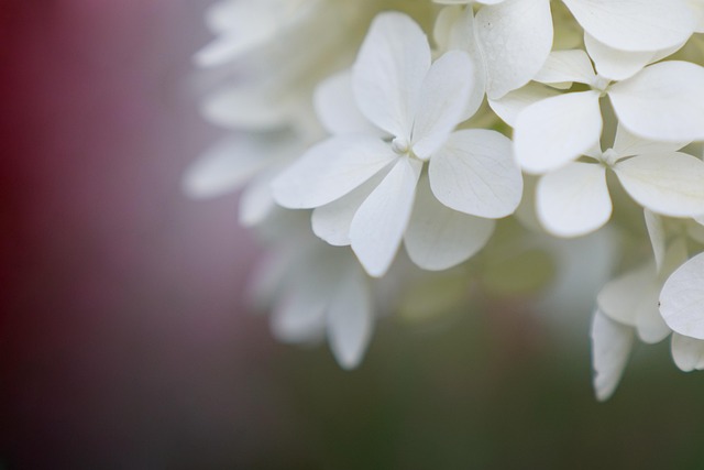 Free Flower Flowers photo and picture
