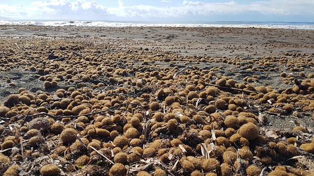 Free Sea Algae photo and picture