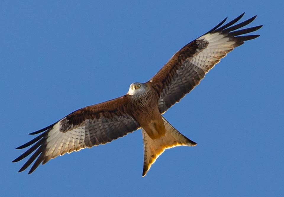 Red Kite Bird Flying Free photo on Pixabay