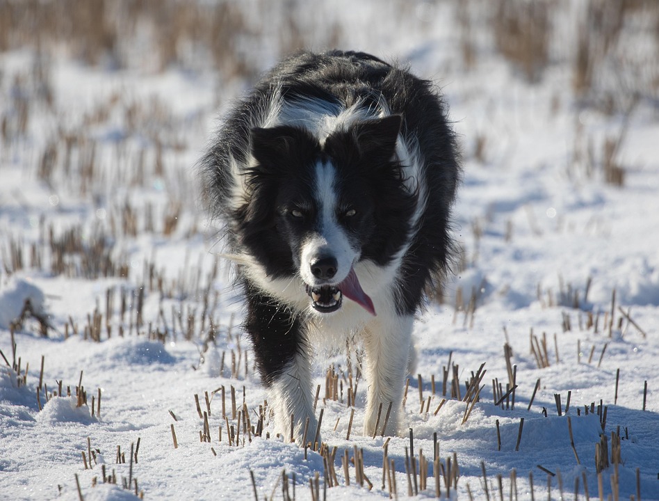 Can Border Collies Run Long Distances In Cold Weather