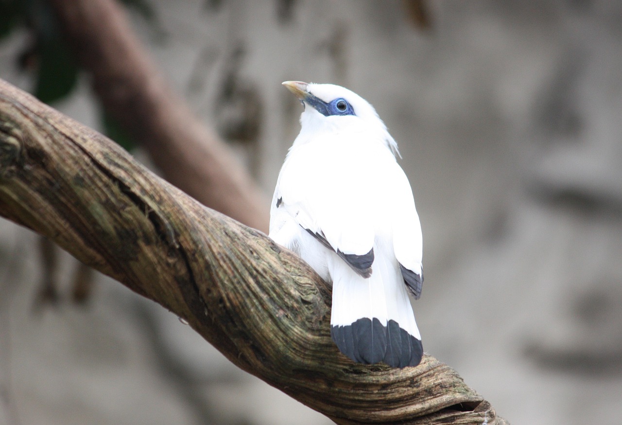 oiseau-exotique-blanc-photo-gratuite-sur-pixabay-pixabay