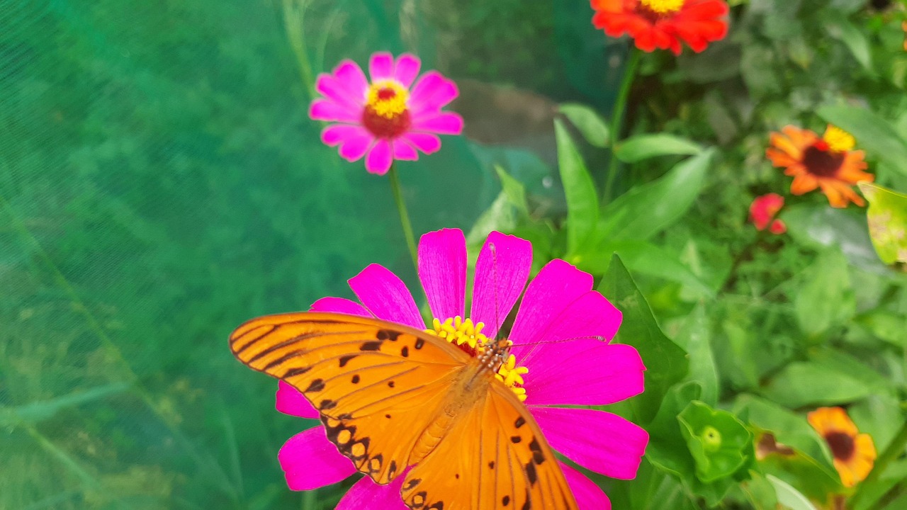 Flowers Butterfly Colours Free photo on Pixabay Pixabay