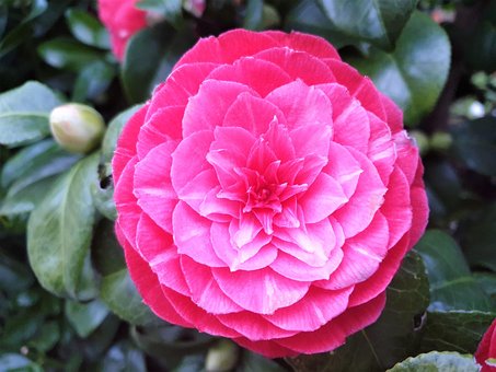 Free Camellia Flower photo and picture