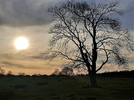 Free Sunset Sunset Scene photo and picture