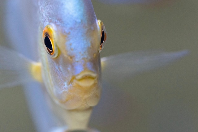 Free Discus Fish photo and picture