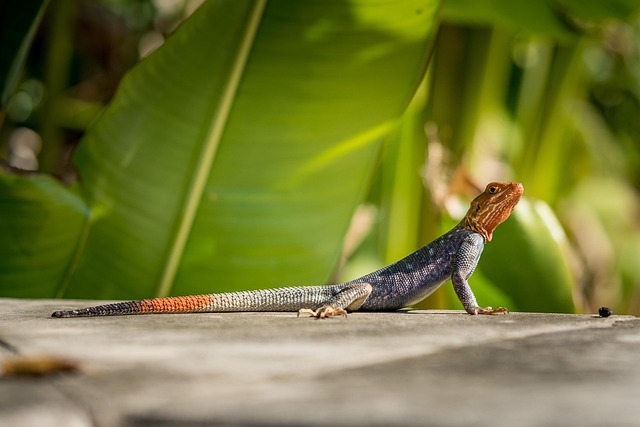 Free Agama Lizard photo and picture