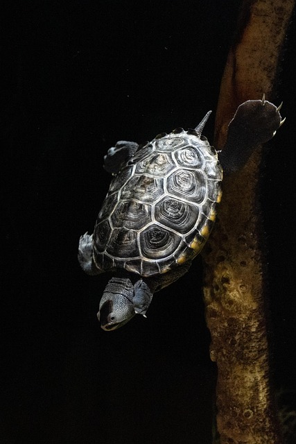 Free Turtle Underwater photo and picture