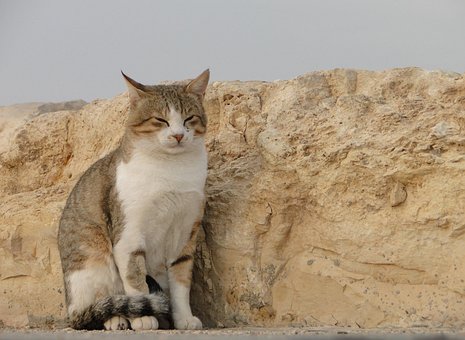Omstrejfende Kat, Israel, Eilat, Dyr