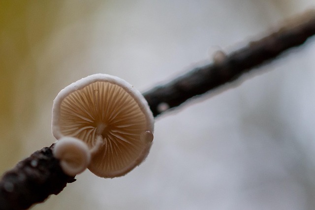 Free Mushroom Nature photo and picture