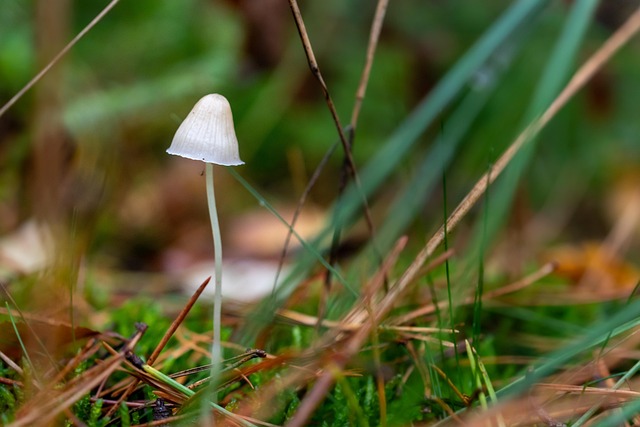 Free Mushroom Nature photo and picture