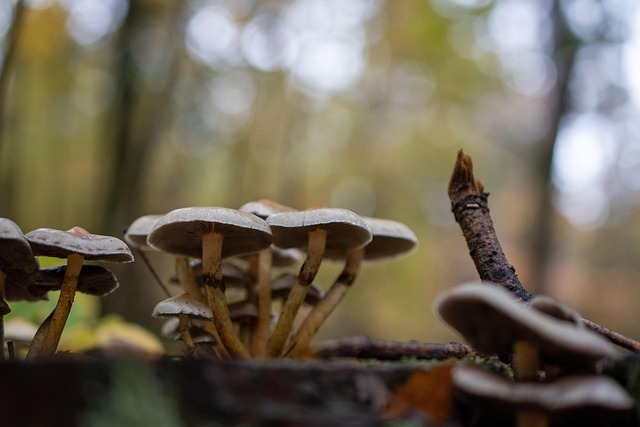 Free Mushroom Nature photo and picture