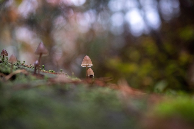 Free Mushroom Nature photo and picture