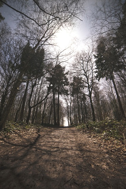 Free Alton Water Woodland photo and picture