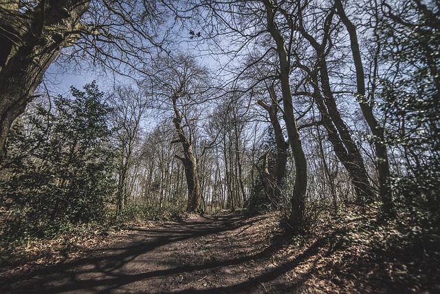 Free Alton Water Woodland photo and picture